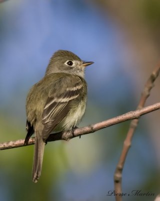 moucherolle tchbec - least flycatcher