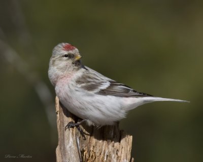 sizerin blanchatre - hoary redpoll