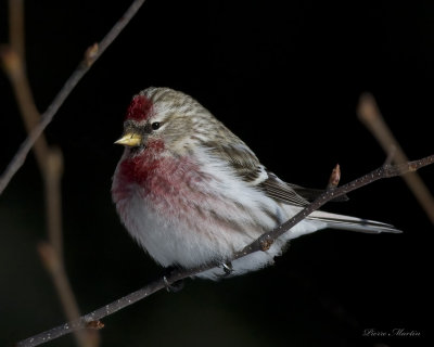 sizerin flamm - common redpoll