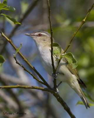 viro aux yeux rouges - red-eyed vireo