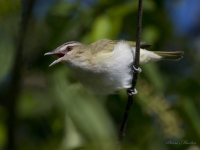 viro aux yeux rouges - red-eyed vireo