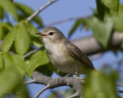 viro mlodieux - warbling vireo