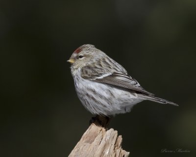 sizerin blanchatre - hoary redpoll