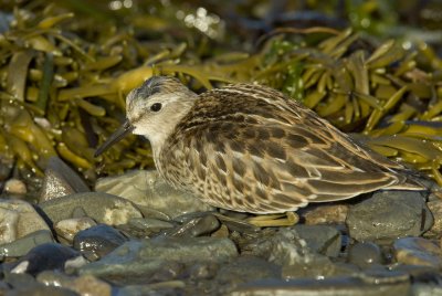 bcasseau minuscule - least sandpiper