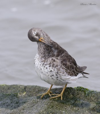 bcasseau violet - purple sandpiper