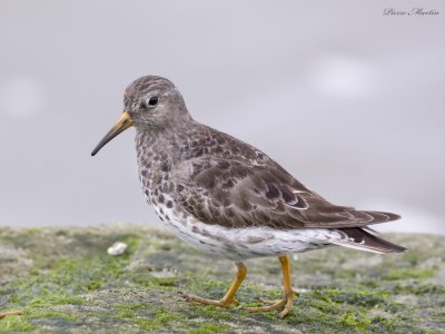 bcasseau violet - purple sandpiper