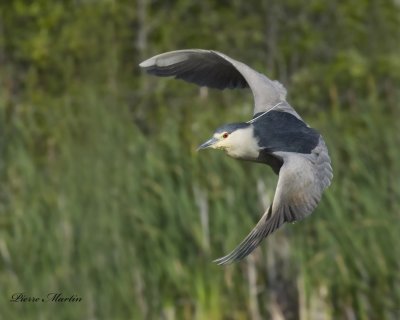 bihoreau gris - black-crowned night-heron
