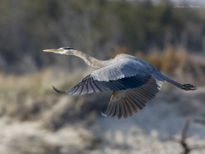 grand hron - great blue heron