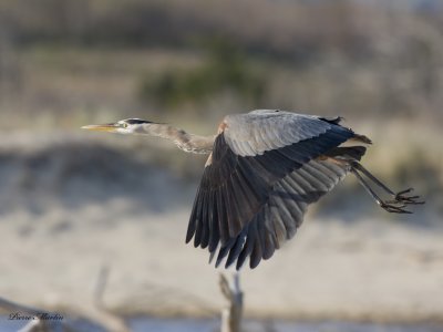 grand hron - great blue heron