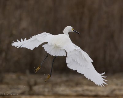 grande aigrette - great egret