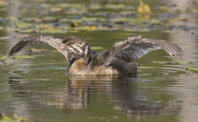 grbe  bec bigarr - pied billed grebe