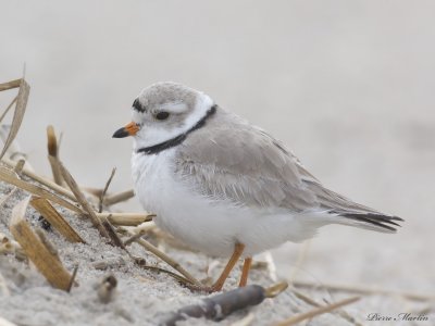 pluvier siffleur - piping plover