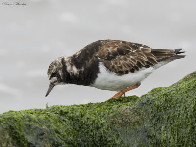 tournepierre  collier - ruddy turnstone