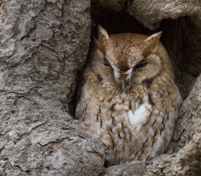 petit-duc macul -eastern screech-owl