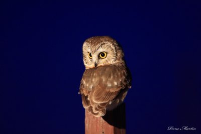petite nyctale - northern saw-whet owl