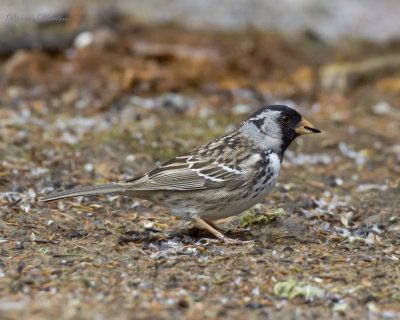 bruant  face noire - harris's sparrow