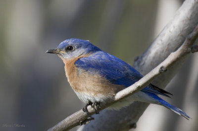 merlebleu de lest - eastern bluebird