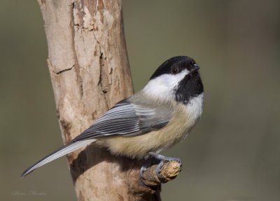 msange  tete noire - black-capped chickadee