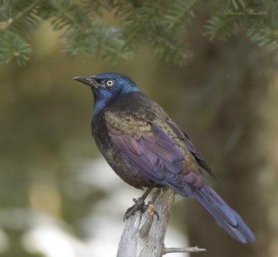 quiscale bronz - common grackle 