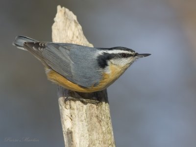 sittelle  poitrine rousse - red breasted nuthatch