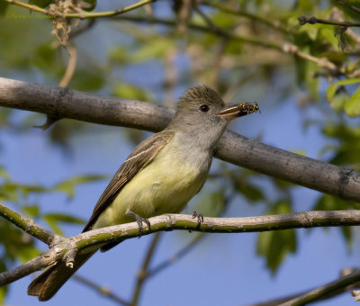 tyran hupp - great crested flycatcher