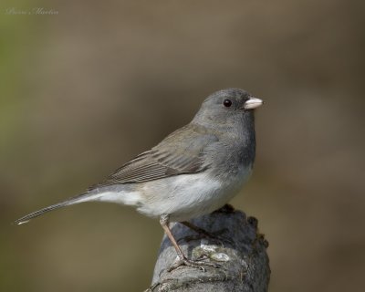 junco ardois - dark-eyed junco