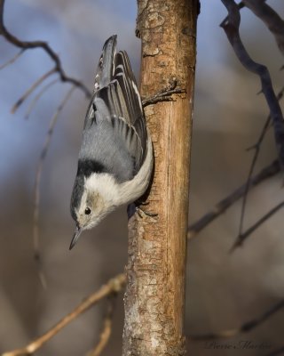 sittelle à poitrine blanche - white- breasted nuthatch