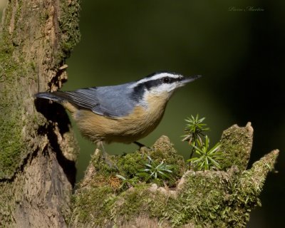 sittelle à poitrine rousse - red-breasted nuthatch