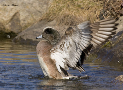 canard d amrique - american wigeon