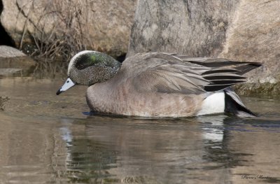 canard d amrique - american wigeon 
