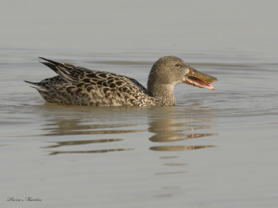 canard souchet - northern shoveler 