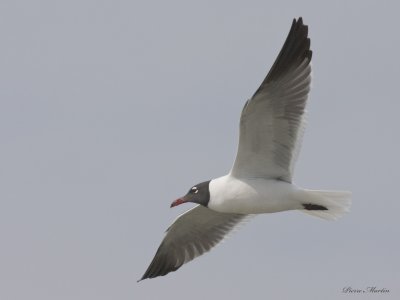mouette atricille  - laughing gull
