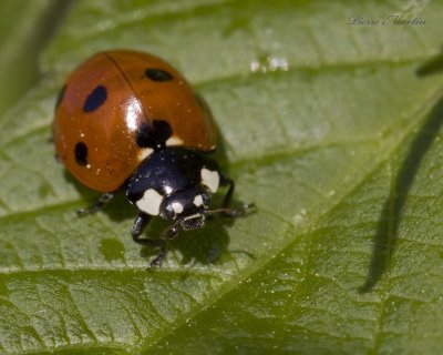 coccinelle  7 points - sevenspotted lady beetle