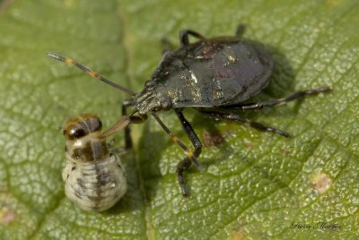 Pentatome  Deux Dents - Spiked Shieldbug - Picromerus bidens