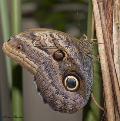 papillon hibou - owl butterfly 