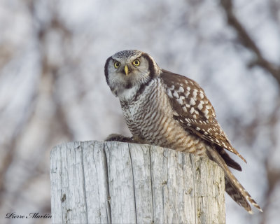 chouette pervire - northern hawk owl