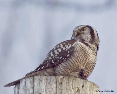 chouette pervire - northern hawk owl 