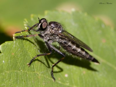 asilidae rubber fly sp