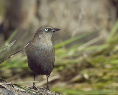 quiscale rouilleux - rusty blackbird 
