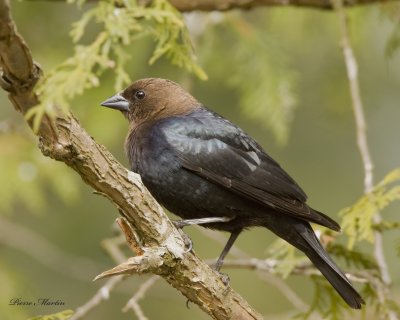 vacher  tte brune - brown headed cowbird