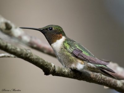 colibri  gorge rubis - ruby throated hummingbird