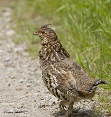 glinotte huppe - ruffed grouse