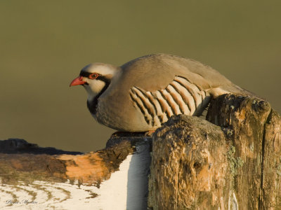 perdrix choukar - chukar