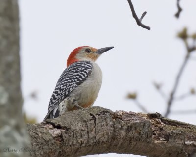 pic  ventre roux - red bellied woodpecker