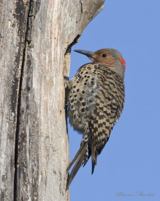 pic flamboyant - northern flicker 