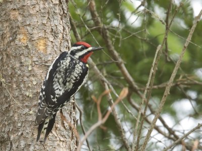 pic macul - yellow bellied sapsucker