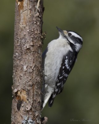 pic mineur - downy woodpecker