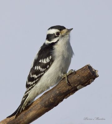 pic mineur - downy woodpecker