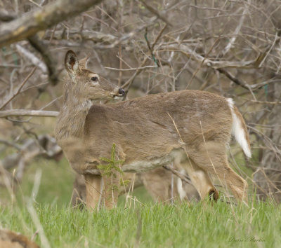 chevreuil - white tailed deer