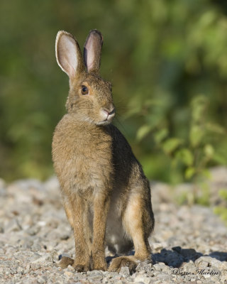 livre d amrique - north american hare